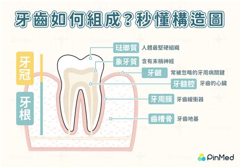 門牙下面的牙齒|牙齒結構與健康的牙齒 